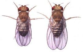 Esercizi con soluzioni 11: Gli occhi della Drosophila