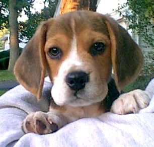 Beagle