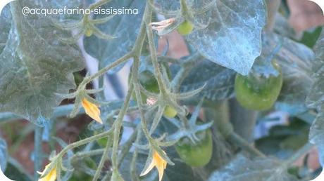 ...salmone alle erbe profumato al pecorino con tartufo in crosta...