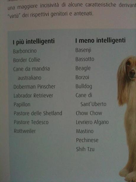 YOUR DOG'S IQ