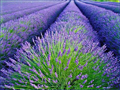 Lavanda: un po' di storia