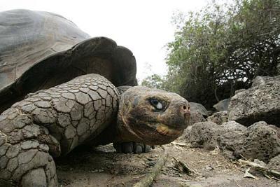 E' morto Georges il Solitario  la tartaruga più grande della Terra 