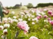 Esperienze innovative giovani agricoltori italiani