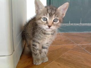 NonIlSolitoPost: Gattini in cerca di casa a Palermo