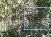 Come scattare foto perfette iPhone Consigli utili