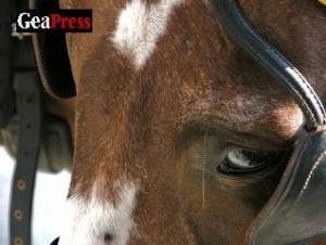 AIDAA: fare chiarezza sul cavallo morto a Fossano