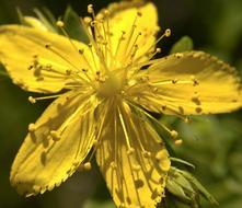 Olio di iperico: l’energia curativa del sole, contro ustioni e ferite Olio di iperico: l’energia curativa del sole, contro ustioni e ferite