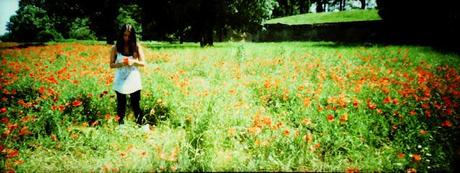 Poppies Mode: ON (#5) - poppies in panorama, again