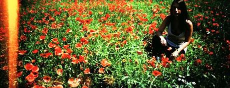 Poppies Mode: ON (#5) - poppies in panorama, again