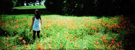 Poppies Mode: ON (#5) - poppies in panorama, again