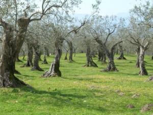 Valle Arroscia: Vigneti ed oliveti CIA partecipano al concorso Adotta un'emozione 