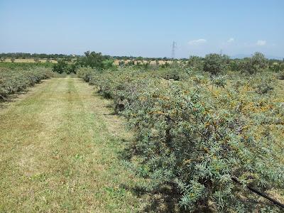 Olivello Spinoso: perfetto per l'estate!