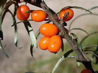 Olivello Spinoso: perfetto per l'estate!