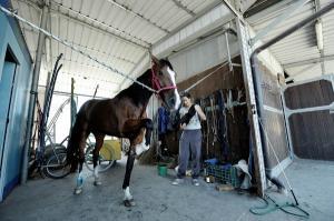 Torino: scuderia di cavalli correva e vinceva ma non esisteva per il fisco.