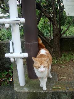 Nagasaki- la città dei gatti e delle ortensie