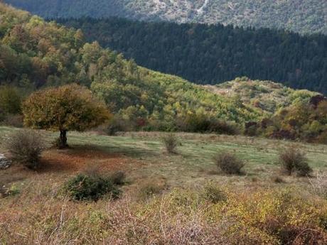 Prato: Monte Calvana, malori per i giovani boyscout della parrocchia Paperino 