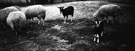 Animali in Panorama Black and White