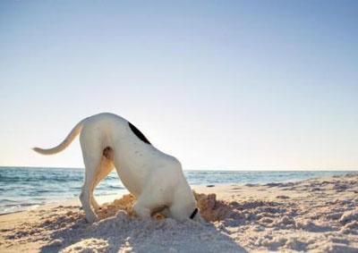 Porta il tuo cane al mare Scegli la Sardegna Aperte nuove doggie beach