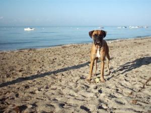 In vacanza con l'amico cane? Ecco le spiagge dove andare