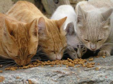 Mette veleno nel cibo dei gatti Denunciata