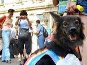 Pride Milano: amica cane arcobaleno