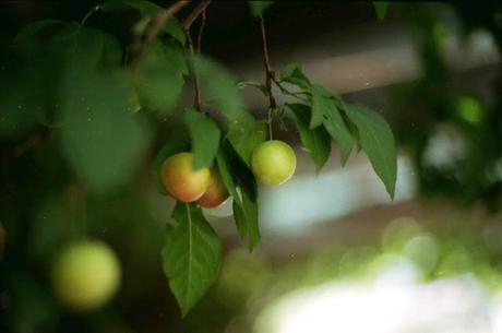 Pentax MX in giardino