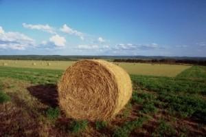 Finanziamenti imprese agricole, ad Ancona plafond di 1 milione agricoltura