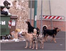 Canili al Sud e randagismo Serve autority e veterinaria militare