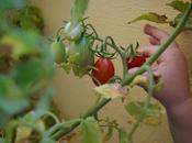 Dall'orto balcone