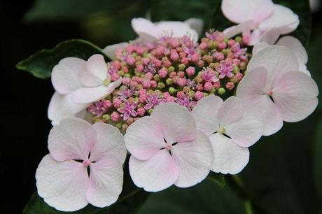 Hydrangea macrophylla fotogallery