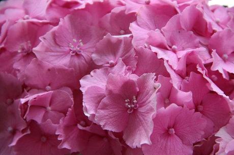 Hydrangea macrophylla fotogallery