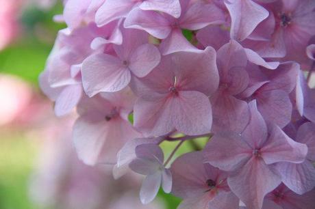 Hydrangea macrophylla fotogallery