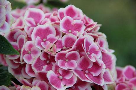 Hydrangea macrophylla fotogallery