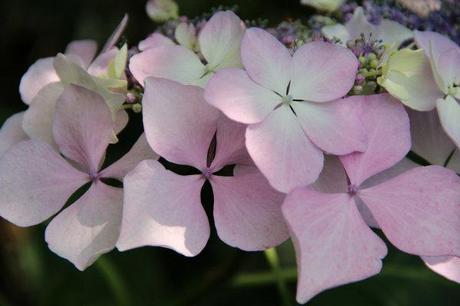 Hydrangea macrophylla fotogallery