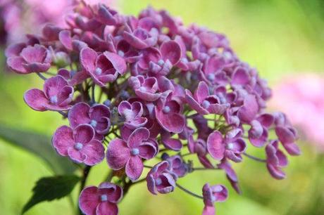 Hydrangea macrophylla fotogallery