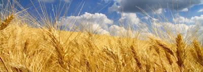 la raccolta del grano in val d'Orcia