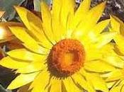 Elicrisio, fiore biondo rende donne immortali