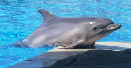 Dedicato agli amici dei delfini