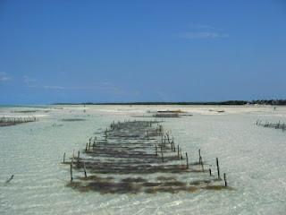 Zanzibar, la regina delle spezie