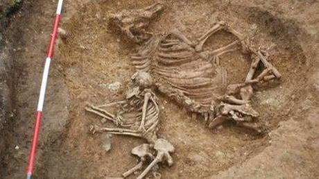 La donna e la mucca sepolte nel Cambridgeshire