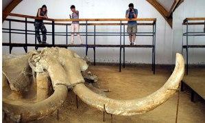 Trovati cinque mammut in Serbia