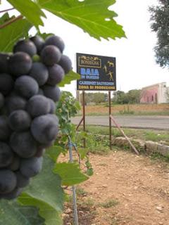 “Bonsegna”, 15 ettari di preziosi vitigni: Negramaro, Malvasia, Primitivo e Sangiovese di ottima qualità