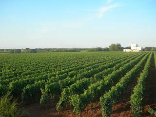 “Bonsegna”, 15 ettari di preziosi vitigni: Negramaro, Malvasia, Primitivo e Sangiovese di ottima qualità