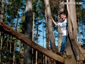 GLI ALBERI DI FELIX