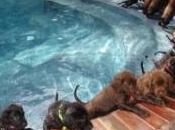 16.938 italiani vogliono spiagge cani parola passa Ministero