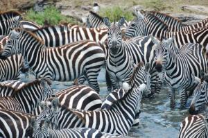 Zebre che ci sono, quelle che non ci sono e quelle inaspettate