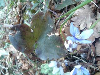 Hepatica nobilis Mill., ranunculaceae