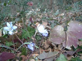 Hepatica nobilis Mill., ranunculaceae