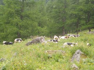 Gita in montagna, stupid things, bellezza e meraviglie.