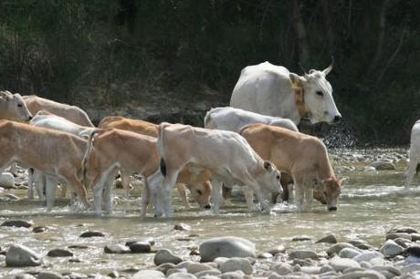 Festa della Transumanza nel parco dell’Appennino Lucano.  Una manifestazione che sta crescendo